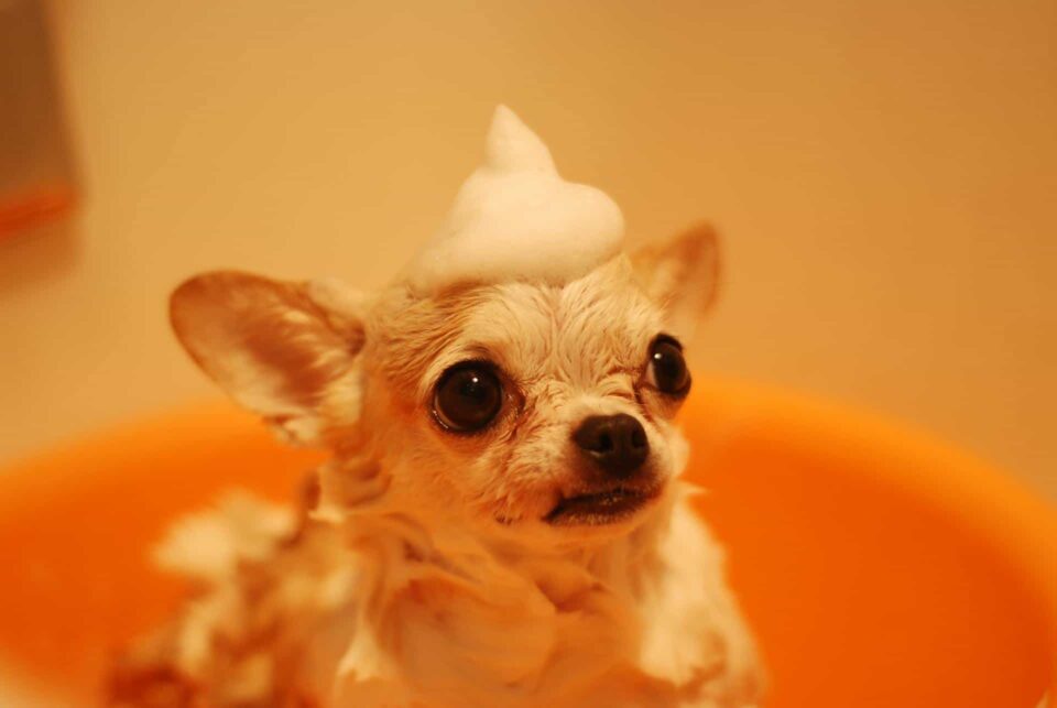 Bathing puppy to get rid of fleas