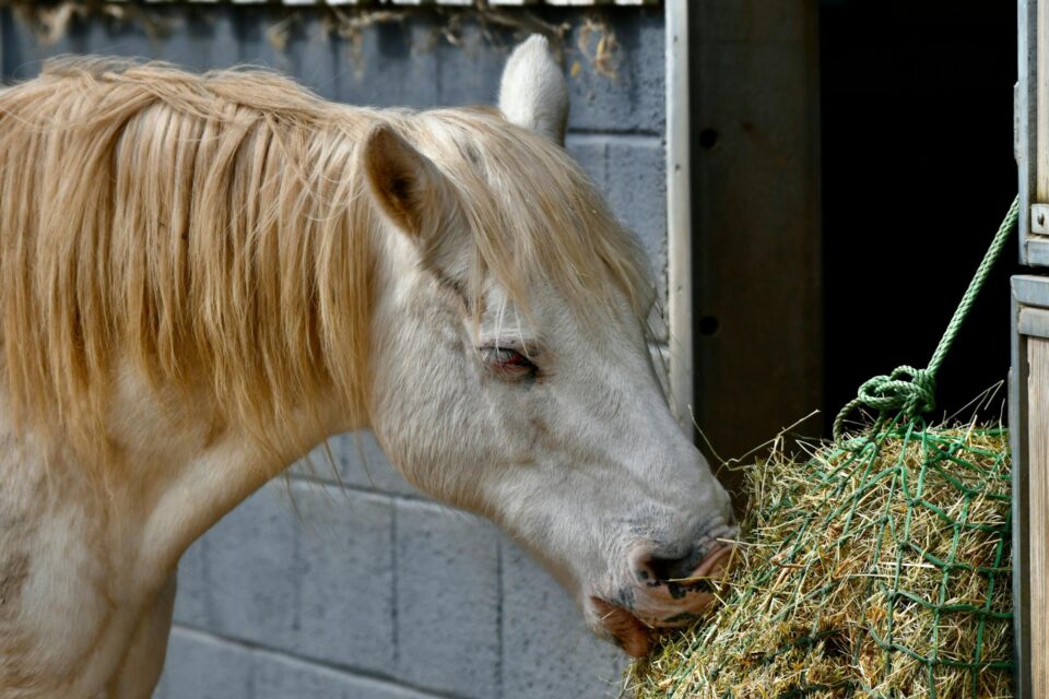 connection between a horse's teeth and its age