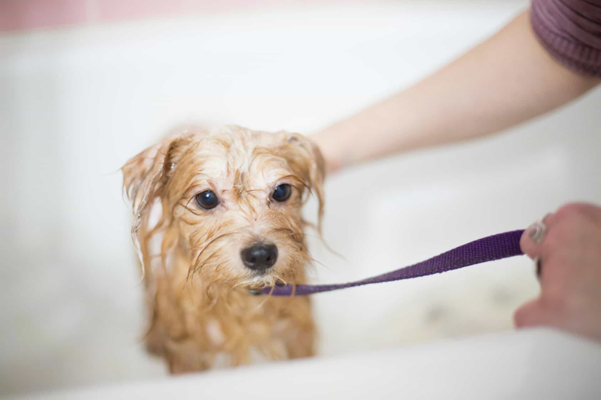 what You Can Use to Give a Dog a Bath