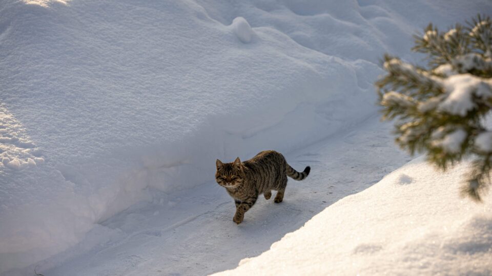 A Tabby Cat on the Snow