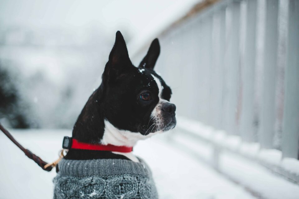 Black and White Boston Terrier