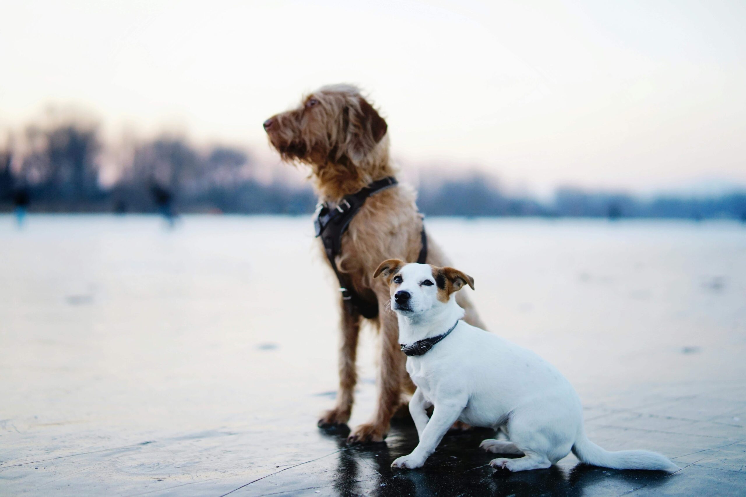 Brown and White Dogs Sitting on Field