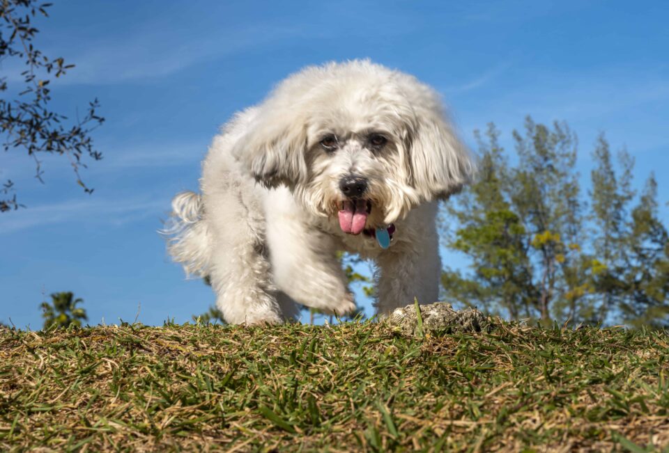 Dog Running 