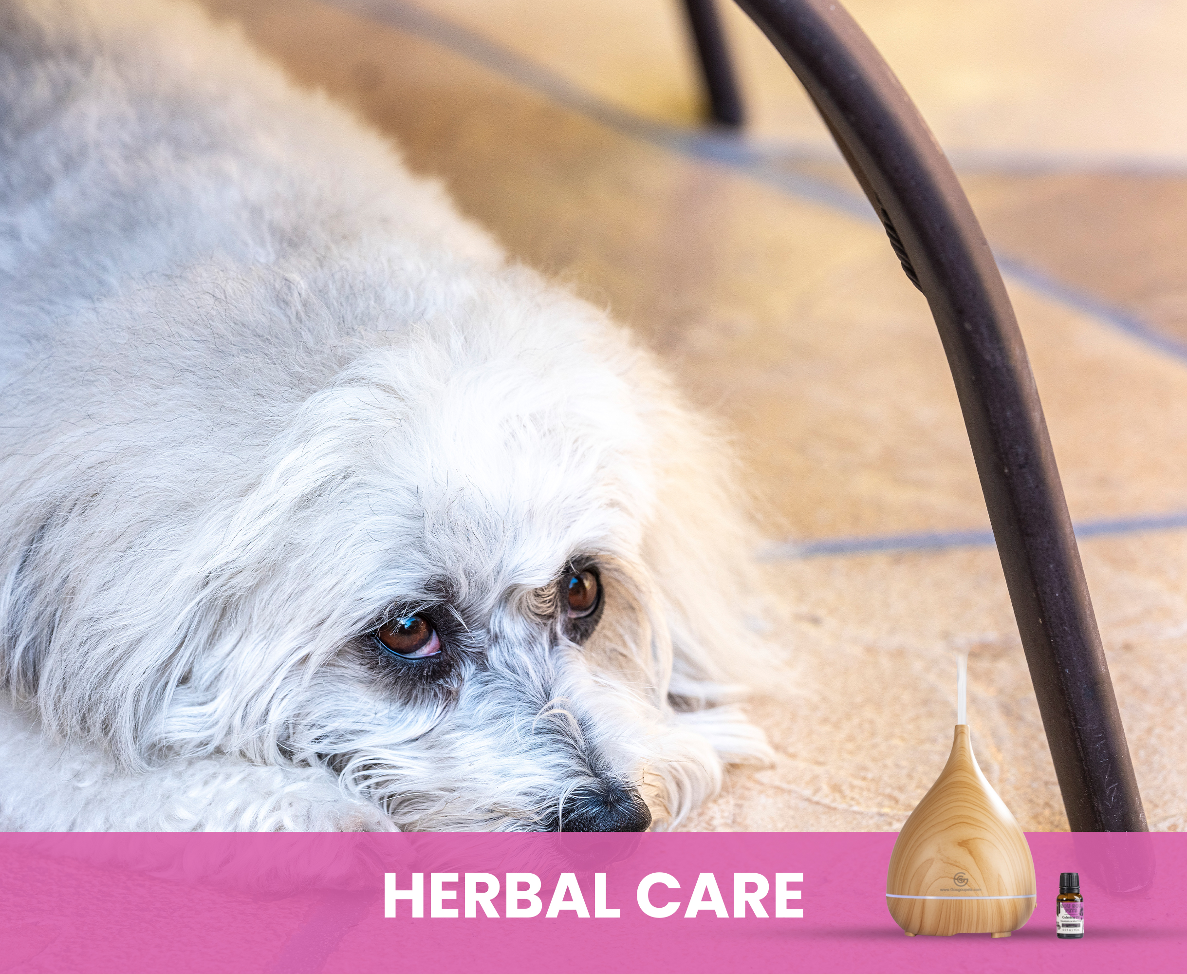 Dog and Herbal Care