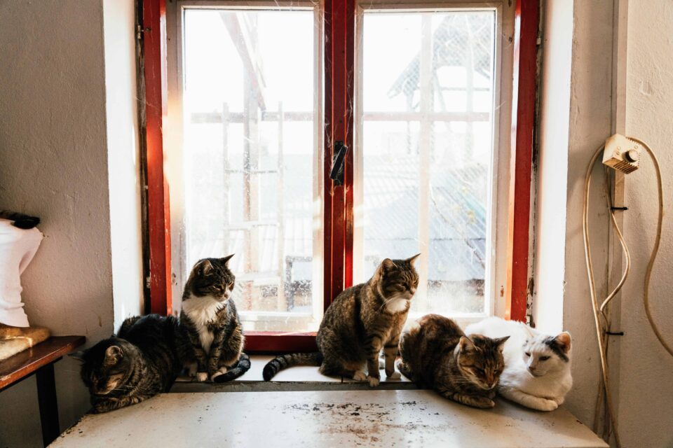 Five Cats at the Window