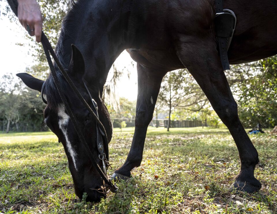 Horse Eating Grass