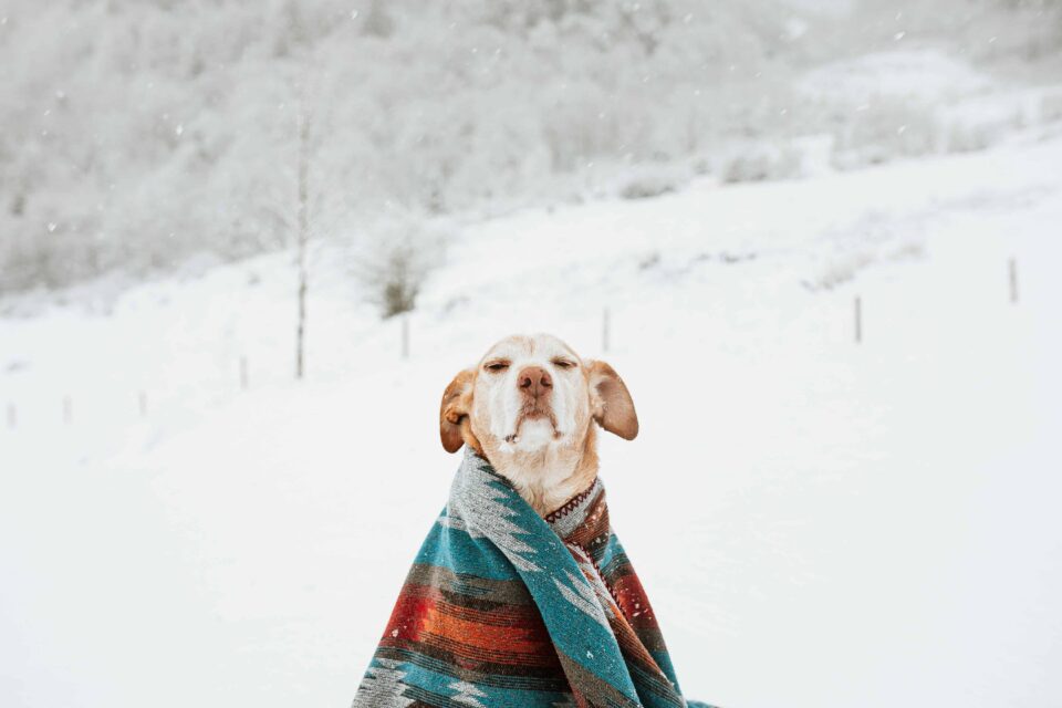 a dog in a blanket