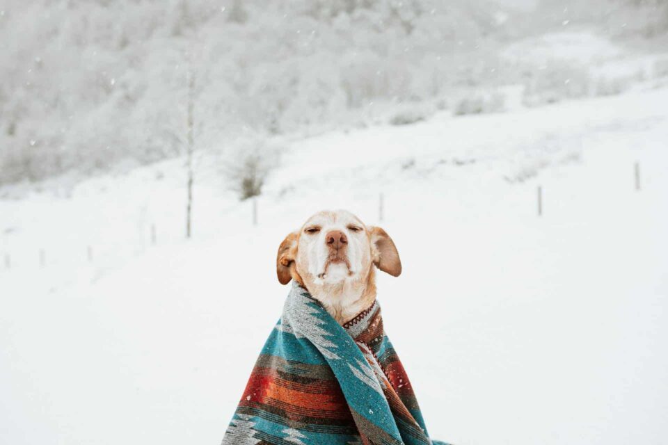 a dog in a blanket