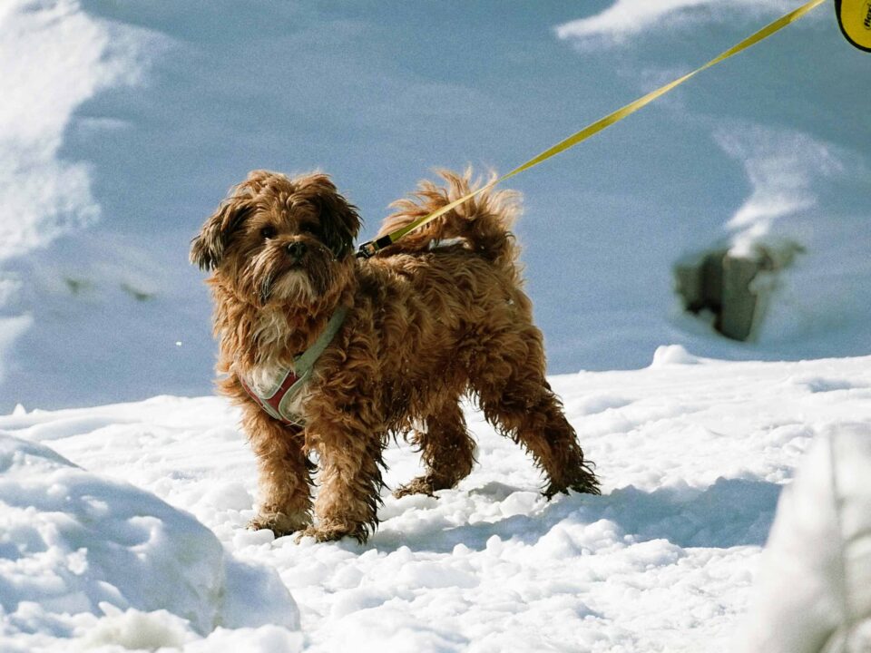 adorable dog enjoying a snowy day at niagara falls