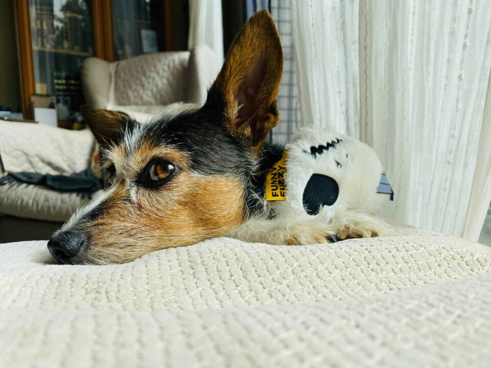 adorable dog resting indoors with toy