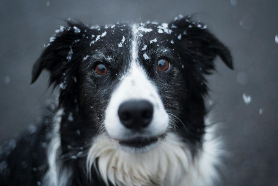 adult black and white border collie