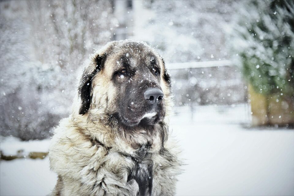 adult fawn kangal 