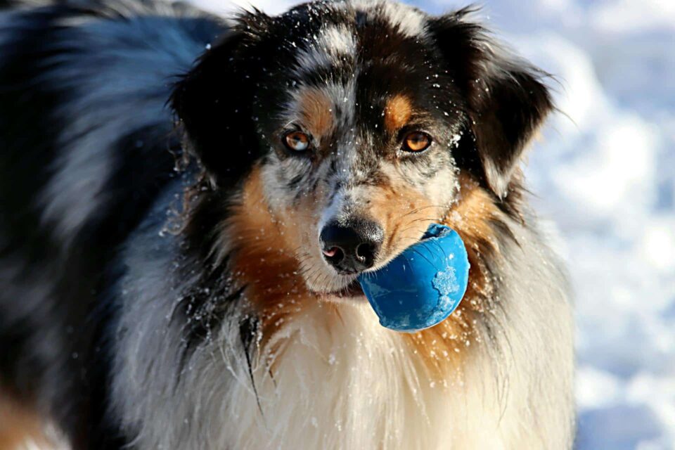 australian shepherd biting a blue ball 