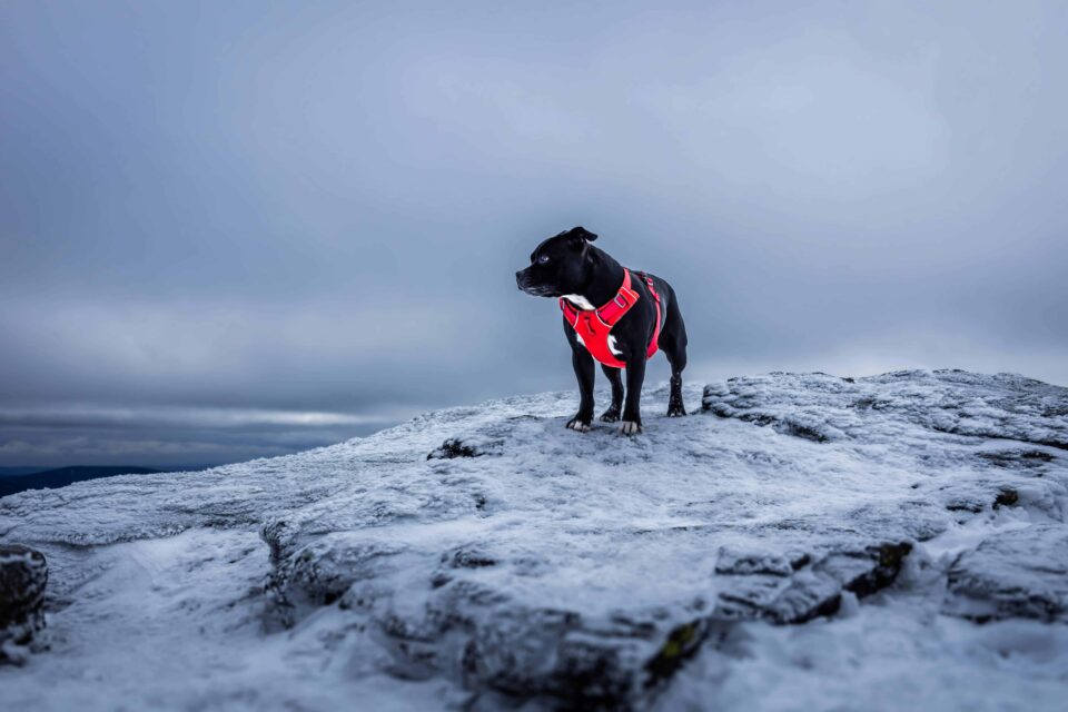 black dog on snowy mountain wearing red harness