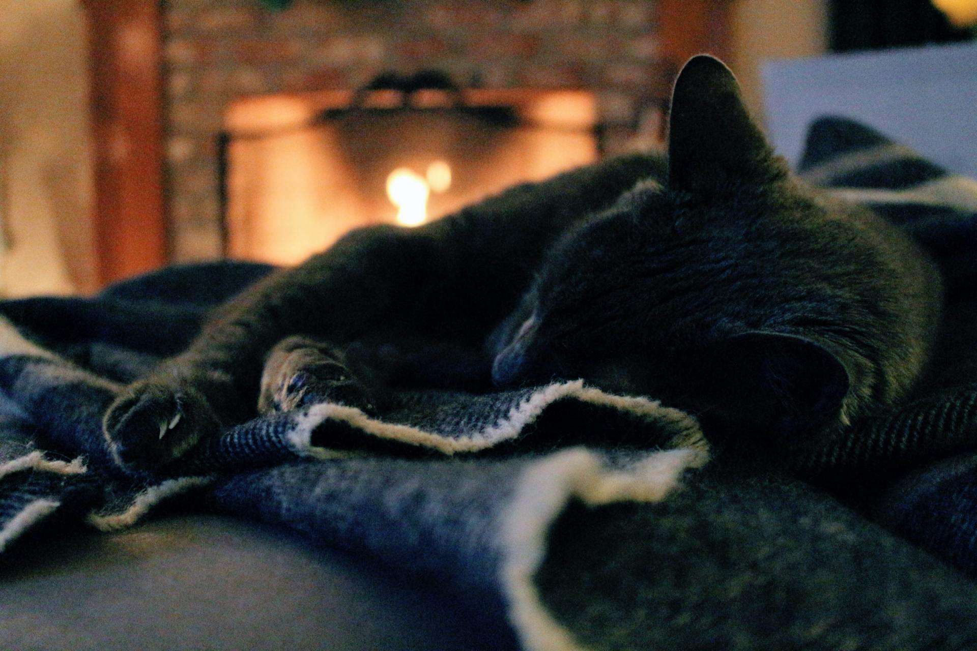 cat lying on cloth