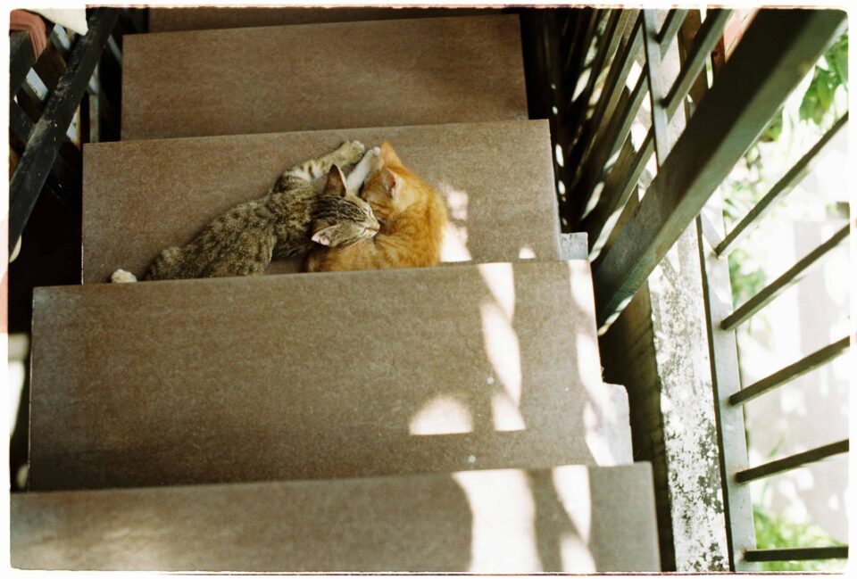 cats lying down on stairs