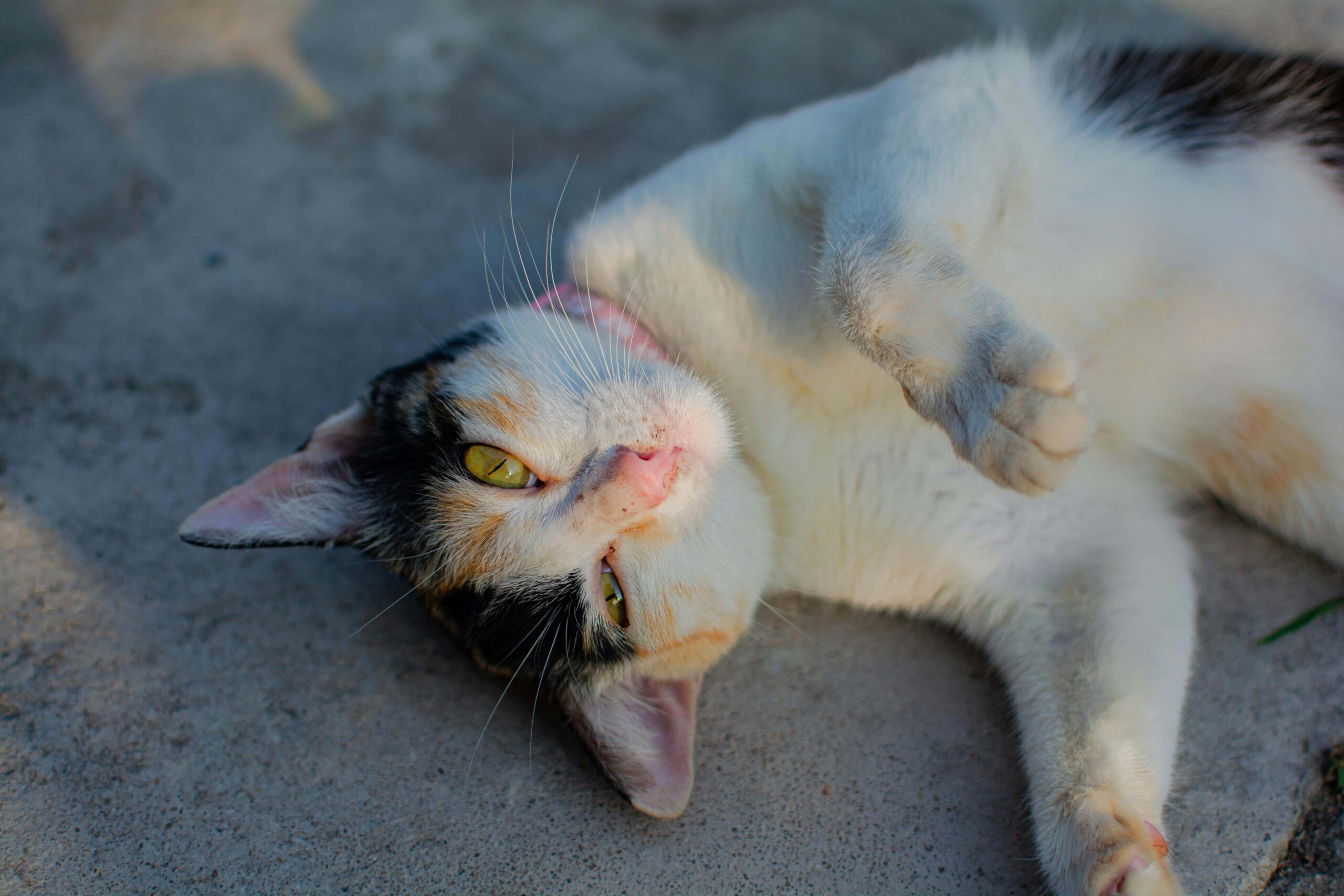 charming calico cat relaxing outdoors