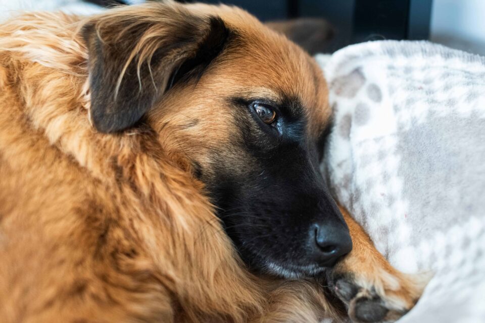 cozy dog resting on soft blanket indoors