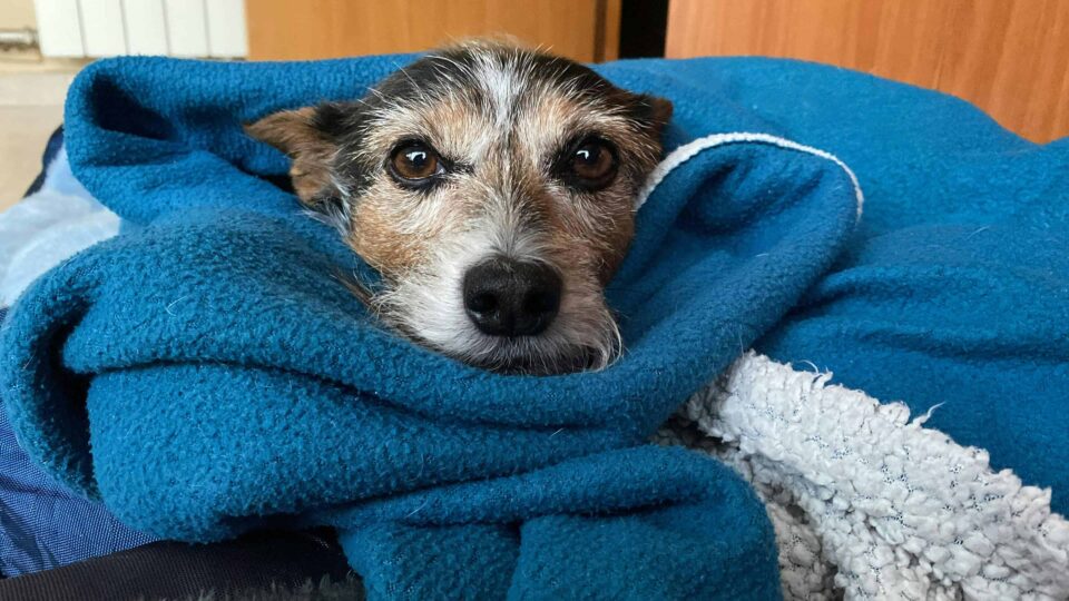 cozy dog wrapped in a blue blanket