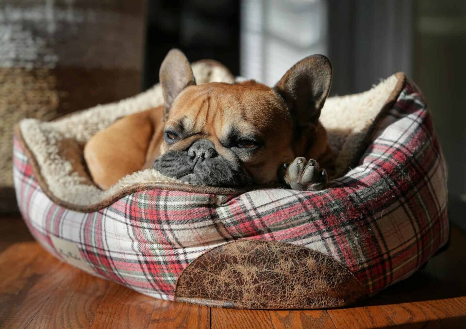 cozy french bulldog relaxing in sunlit bed