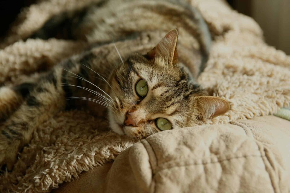 cozy tabby cat relaxing on soft blanket