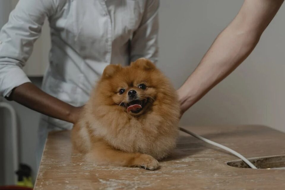 cute dog on table