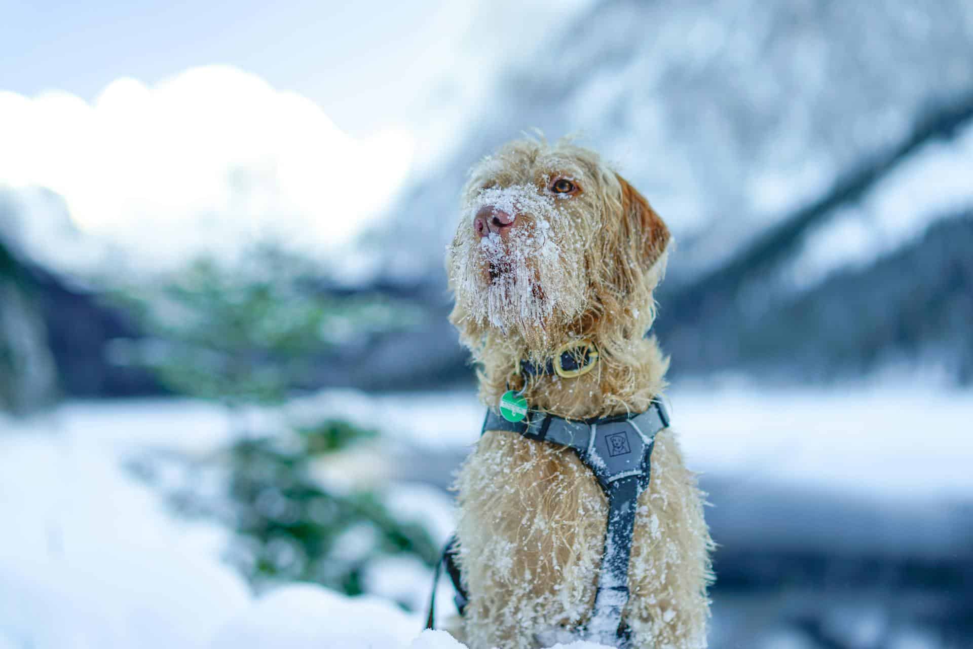 dog in no pull harness covered in snow