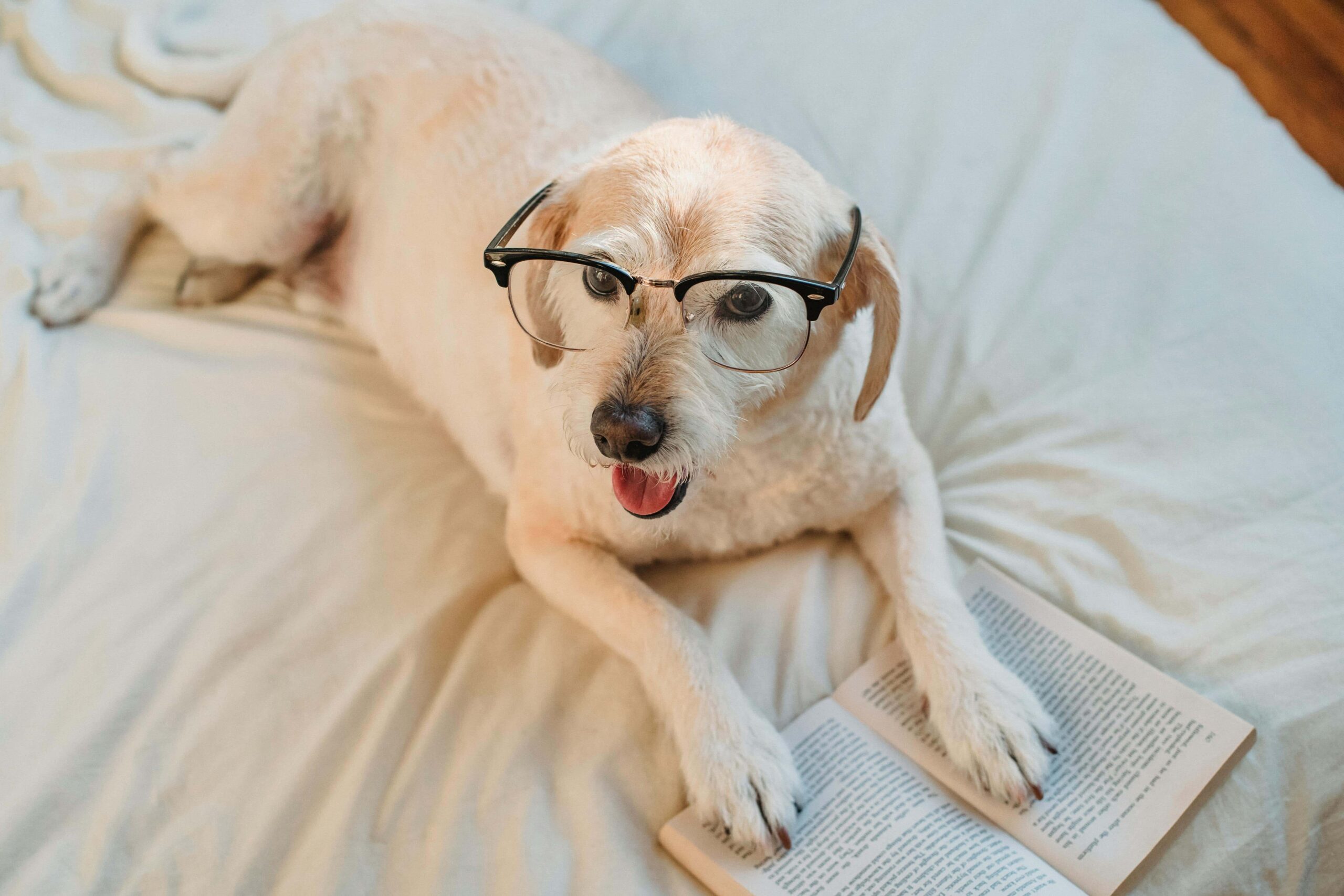 dog wearing black framed eyeglasses