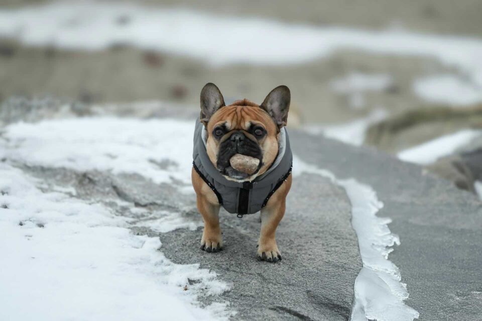 french bulldog on snowy rock at stamford park