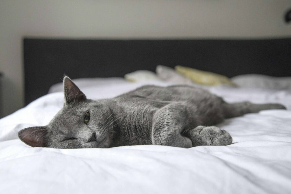 gray cat lying on bed