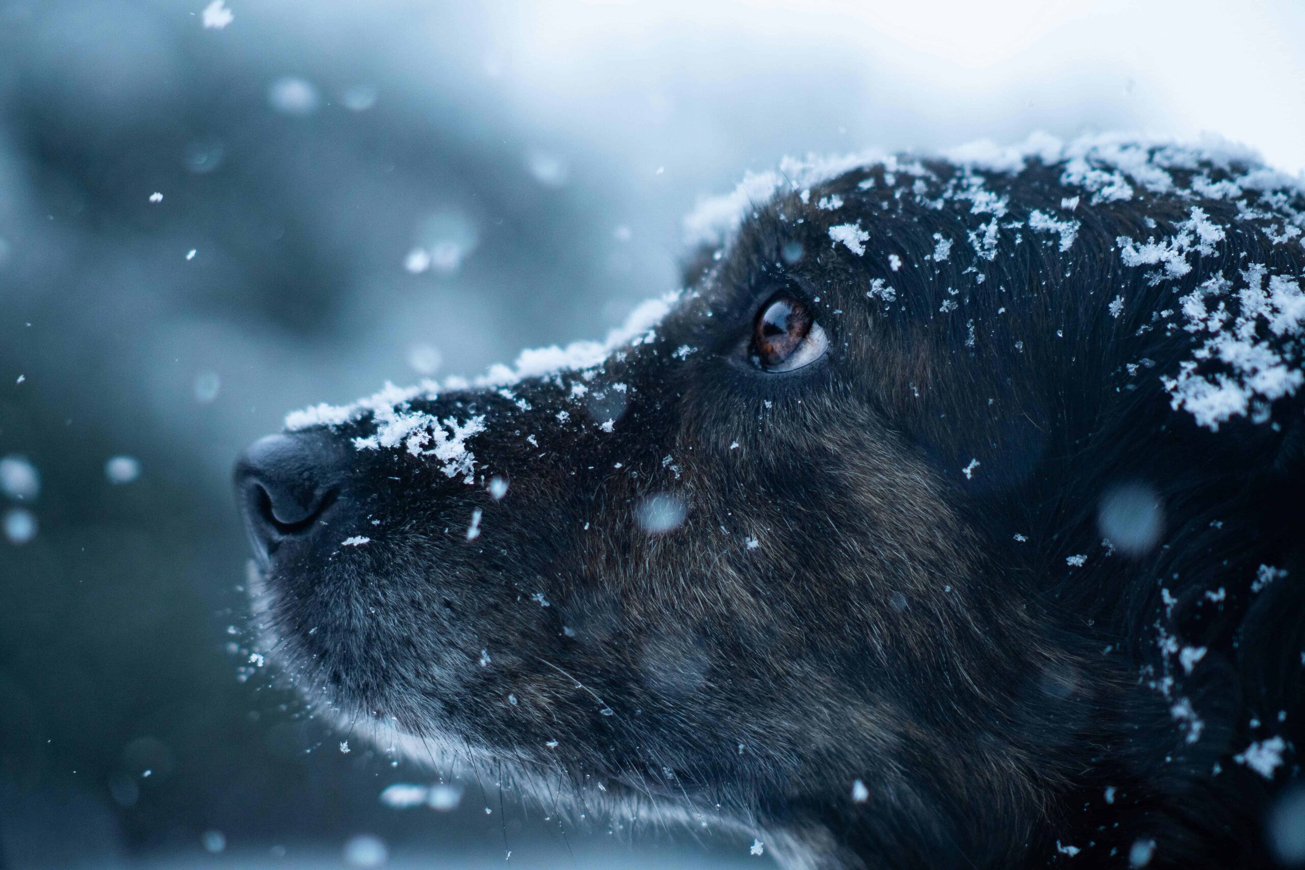 head of dog in snow