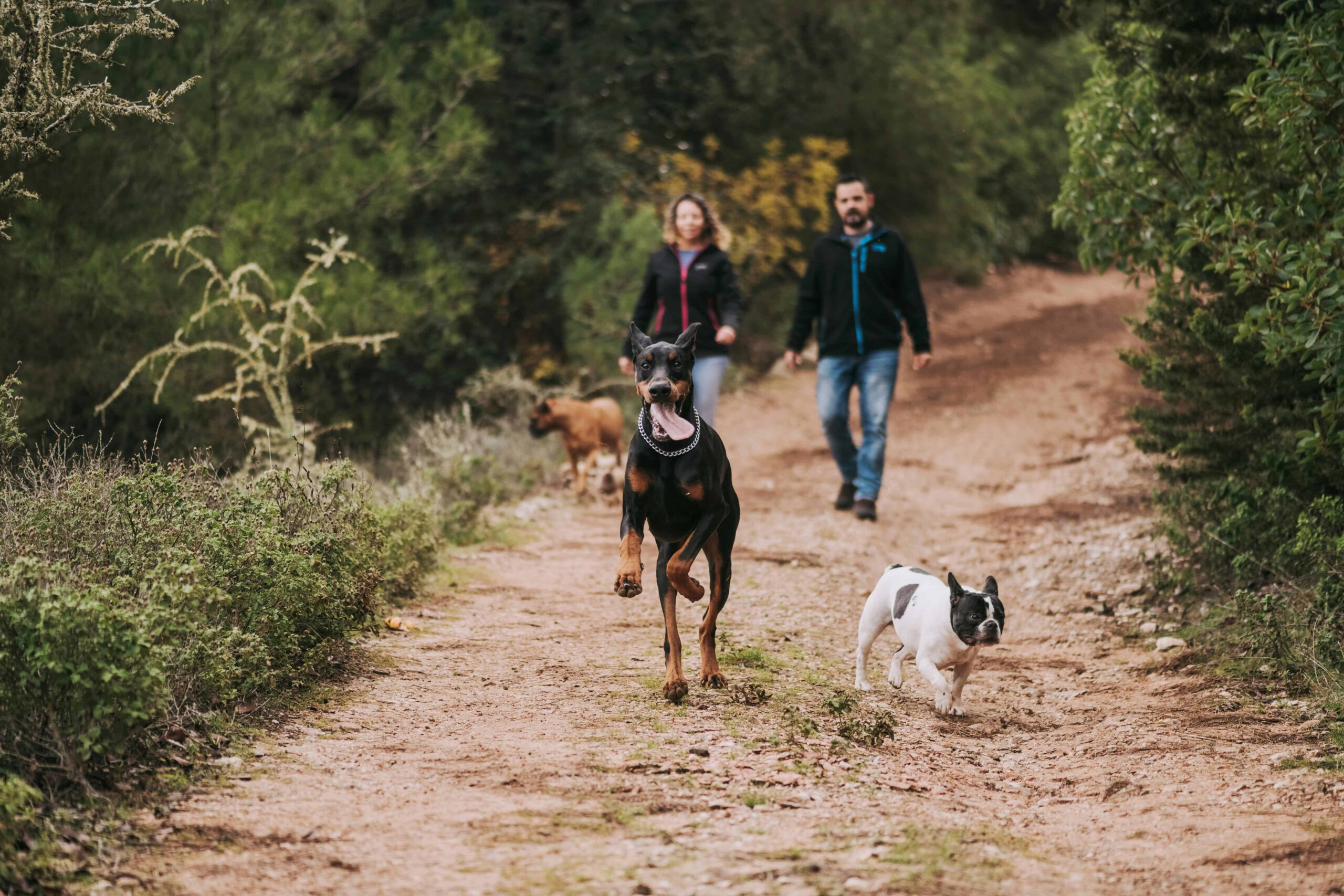 man and woman walking dogs