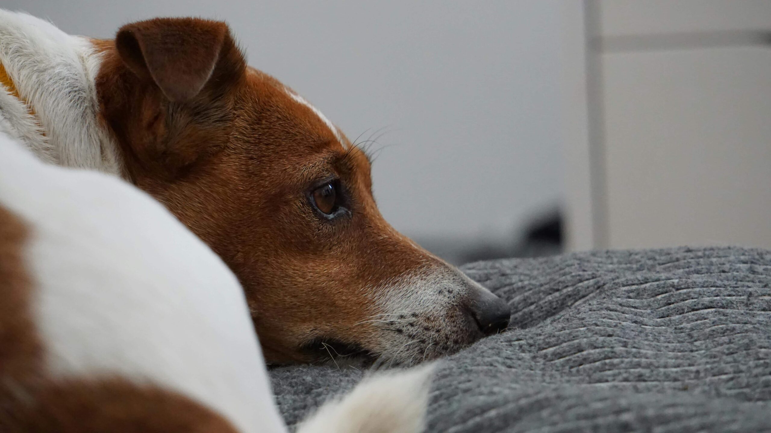 relaxed jack russell terrier indoors