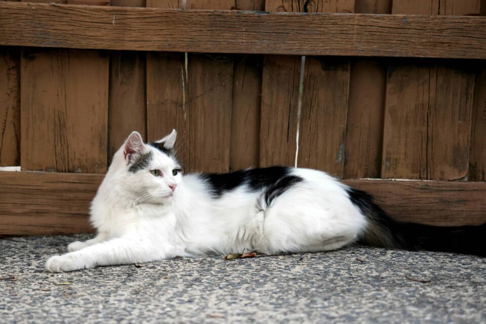 relaxing cat lying by wooden fence outdoors