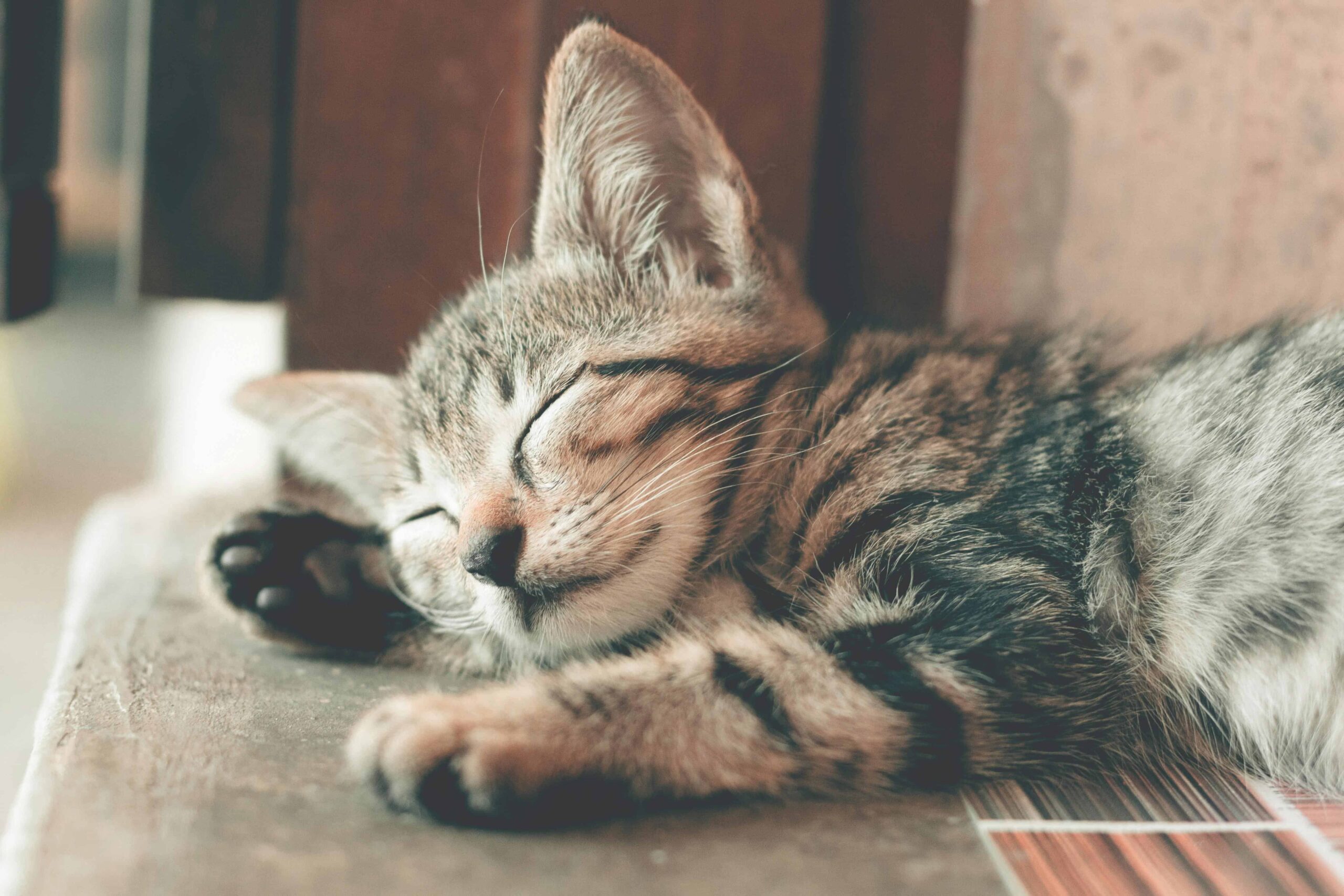 sleeping tabby cat