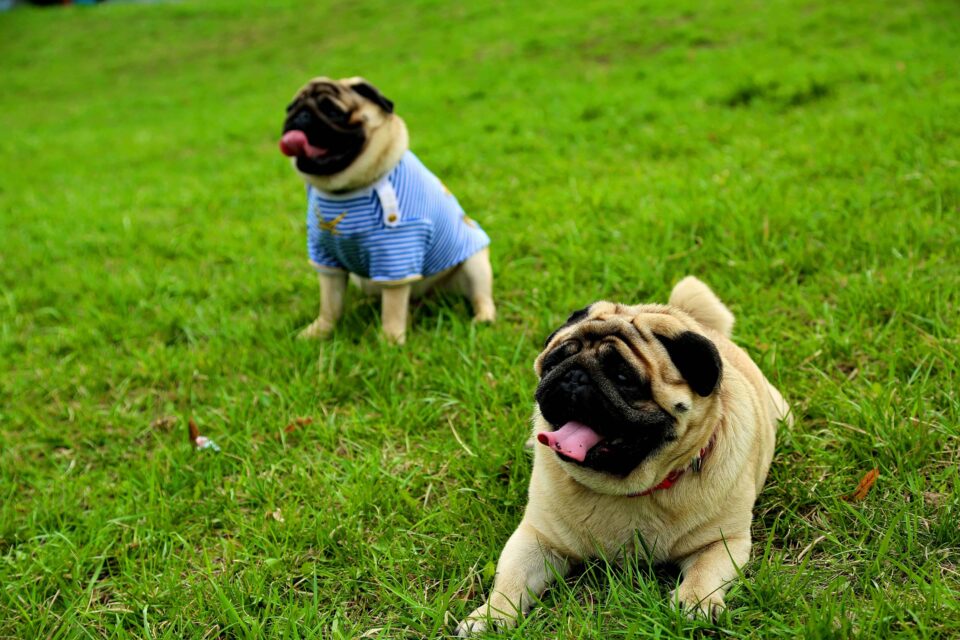 two adorable pugs relaxing on green grass