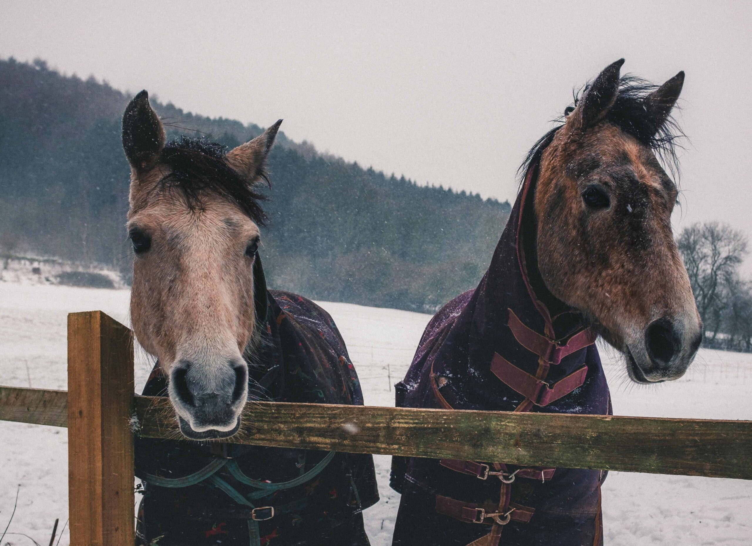 two brown horses