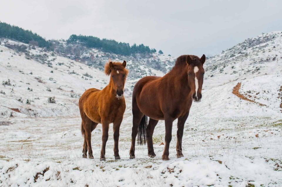 two brown horses on snowy field