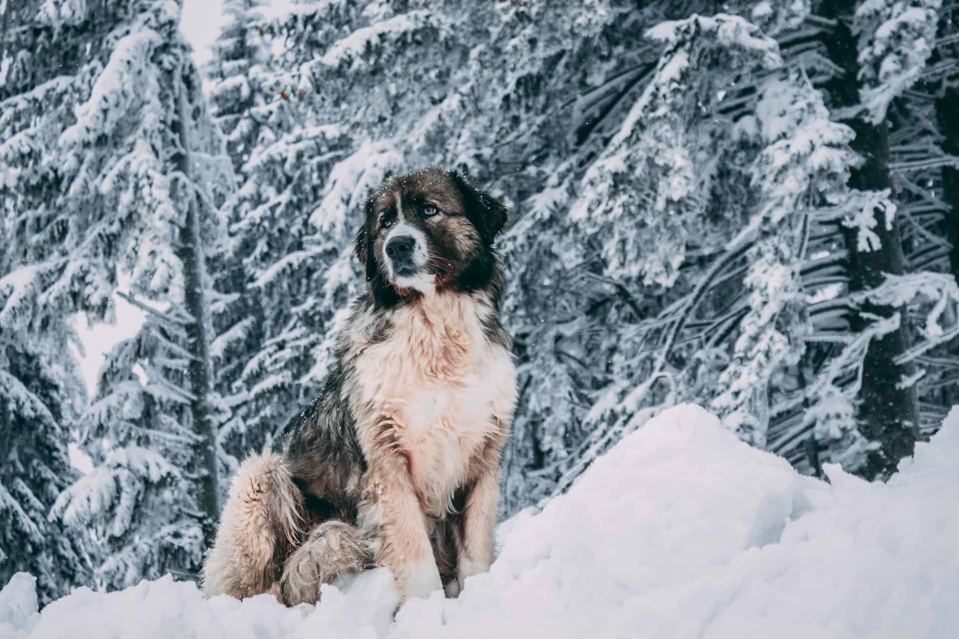 white and black long coated dog on snow covered ground