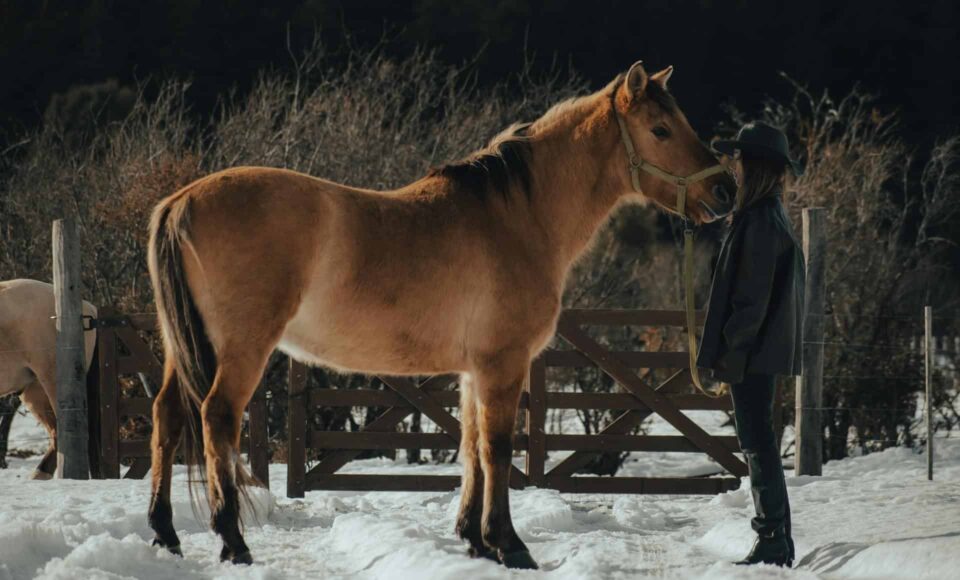 woman standing outdoors with her horse in winter