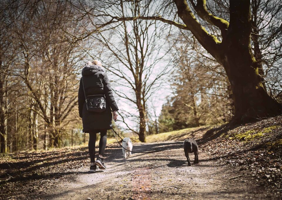 woman walking dogs in park